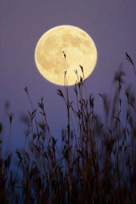 山水不移，月色依旧，月亮不睡我不睡，我是人间小美味。