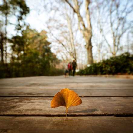 秋天这个季节也最是深情 要用万物凋零去上演一场告别