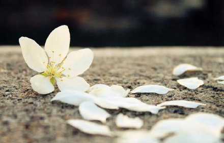 愿你所有快乐，无需假装。愿你此生尽兴，赤诚善良。