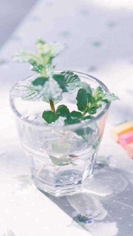 我选做一个温暖的人 向着太阳生长 不卑不吭 清澈生活