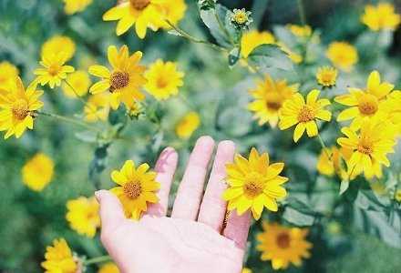 约着见一面，就能使见面的前后几天都沾着光，变成好日子。