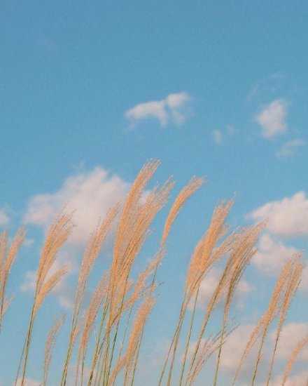 不辜负每一场花开，善待每一次花落，收藏每一寸清风朗月，用一颗素然的心，爱着每个清晨的今天，憧憬着每一个想要的明天！早安。