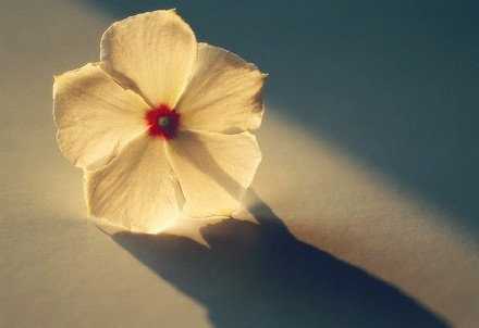 有一种宁静，由世界到内心。有一种喜悦，来自这种宁静。早安。