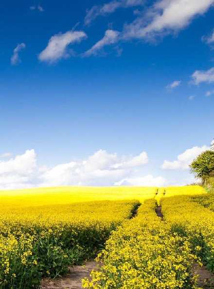 心宽一寸，路宽一丈。若不是心宽似海，哪有人生风平浪静。