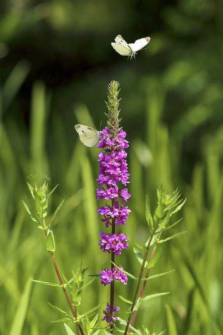 岁月，在无憾中微笑，才美丽；人生，在眼泪中微笑，才多姿；生命，在坚强中微笑，才精彩。早安。