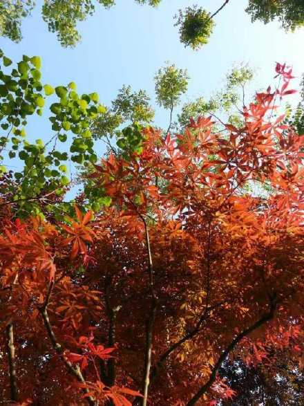 生活的最佳状态是冷冷清清的风风火火。早安。