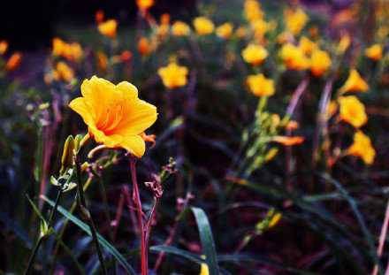 人生一世，草木一秋，皆是过程。美与可爱，有心皆懂。