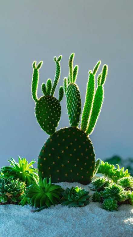 没人理解仙人掌的悲哀：防备了别人，孤单了自己。