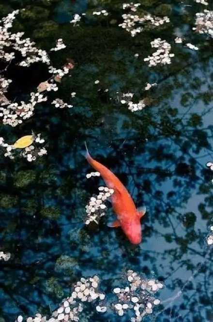 生活的苦辣酸甜，终究只有自己能体会，如鱼饮水，寒暖自知。