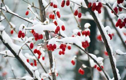 希望今年冬天会有意想不到的惊喜。