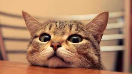 虽然你傻，可我并不嫌弃你吖~