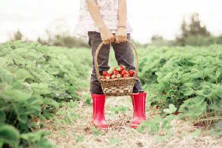 果实要成熟了以后才会香甜，幸福也是一样。