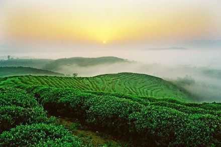 人生如茶，淡淡的，香香的，醇醇的，悠悠的。人生充满着起伏、坎坷，有着甘甜，有着辛酸，正如飘荡在水中的茶叶浮浮沉沉，意蕴绵长。