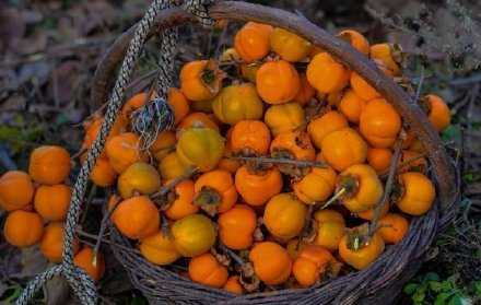 万柿如意 好柿临门