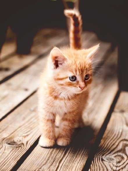 养一只猫 养一只狗 再养一个你 逗逗猫 虐虐狗 再睡睡你