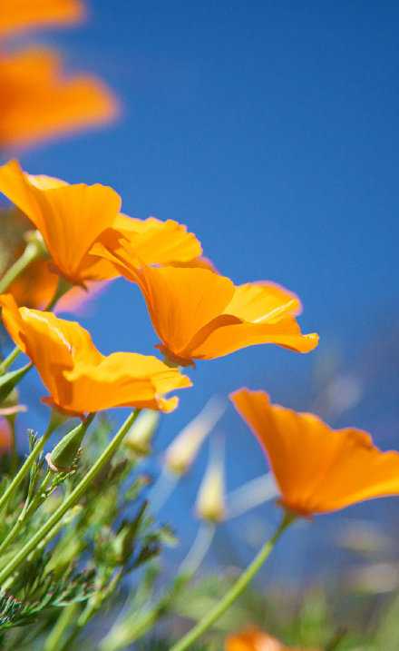 浅望幸福，不写忧伤，红尘三千，不道惆怅，不问花开几许，只问浅笑安然。