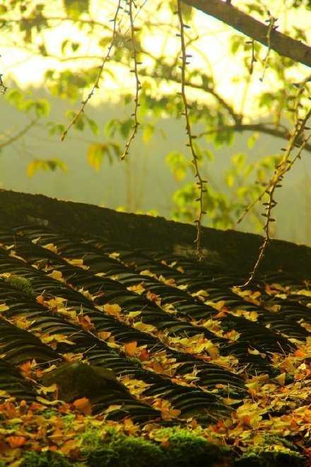 惟愿，经年离去，落英满地，不再伤怀。